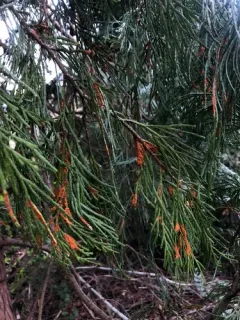 Gymnotelium blasdaleanum thumbnail 1