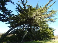 Monterey Cypress thumbnail 2