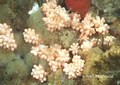 Gersemia lambi thumbnail 2
