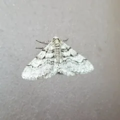 Half-wing Moth thumbnail 4