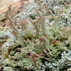 Organ-pipe Lichen thumbnail 1