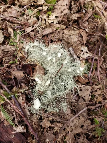 Arizona Beard Lichen