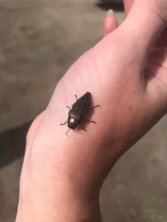 Buprestis subornata thumbnail 4