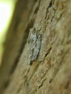Arrowhead Moth thumbnail 4