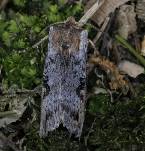 Acadian Swordgrass Moth