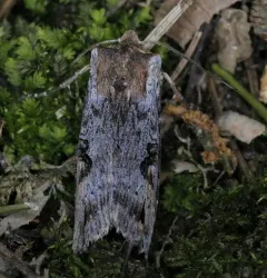Acadian Swordgrass Moth thumbnail 1