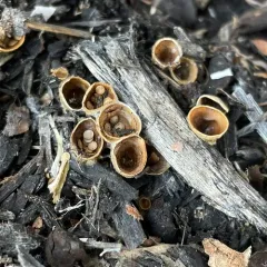 common bird's nest fungus thumbnail 4