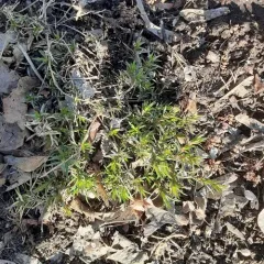 rock sandwort thumbnail 2