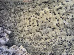 Common Dusk Lichen thumbnail 4