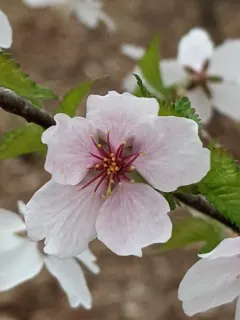 Fuji Cherry thumbnail 1