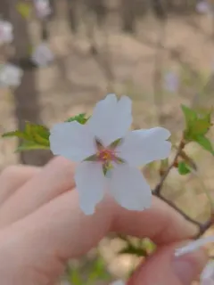 Fuji Cherry thumbnail 2