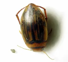 Neoporus superioris thumbnail 2