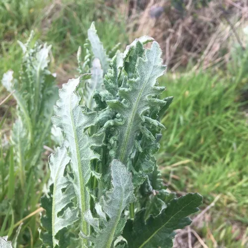 Cutleaf burnweed