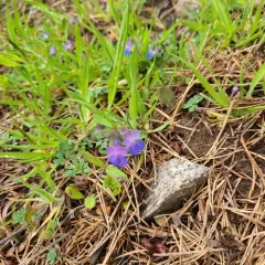 small-flowered blue-eyed mary thumbnail 3