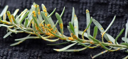 Melampsora lini