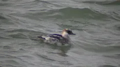 Smew thumbnail 4