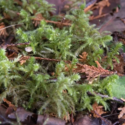 rough goose neck moss