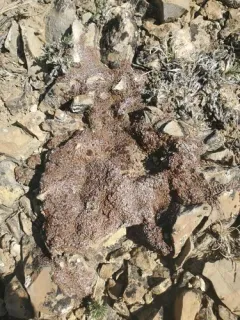 Jasper Squamules thumbnail 3