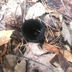 devil's urn