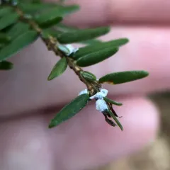 Hemlock Woolly Adelgid thumbnail 4
