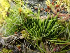 Anthoceros fusiformis thumbnail 1
