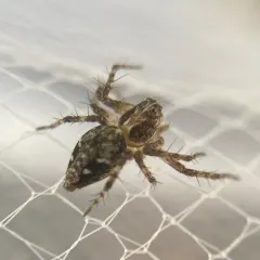 Western Lynx Spider thumbnail 4
