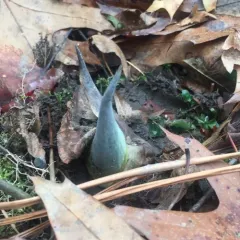 Eastern Skunk Cabbage thumbnail 4
