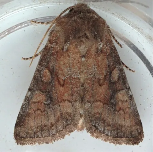 Thinker Moth