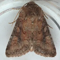 Thinker Moth thumbnail 1