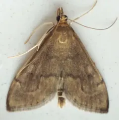 Anania mysippusalis thumbnail 1
