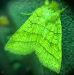 Mustard Sallow thumbnail 4