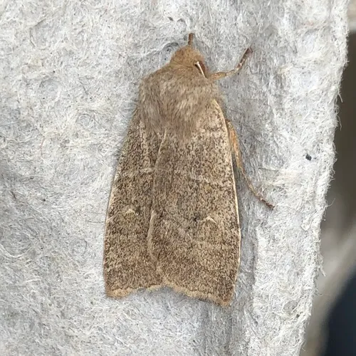 Morrison's Sallow