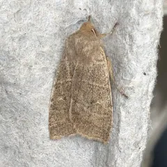 Morrison's Sallow thumbnail 1