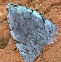 Many-dotted Appleworm Moth thumbnail 2