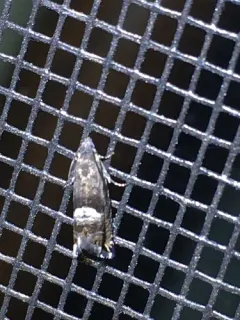 Speckled Sereda Moth thumbnail 3