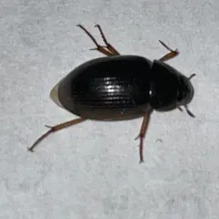 Hydrobius fuscipes thumbnail 2