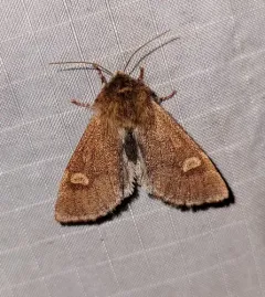 Fawn Sallow thumbnail 2