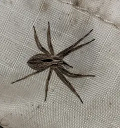 Common Lance-backed Crab Spider thumbnail 4
