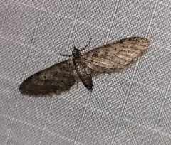 Eupithecia matheri thumbnail 1