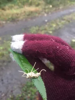 Moth Urchin Fungus thumbnail 4