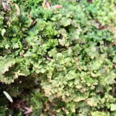 Handsome Woollywort thumbnail 4