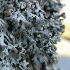 Powder-headed Tube Lichen thumbnail 3
