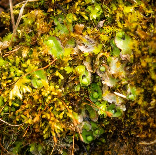 Hemisphaeric Liverwort