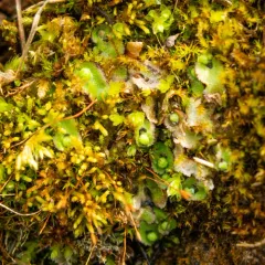 Hemisphaeric Liverwort thumbnail 1