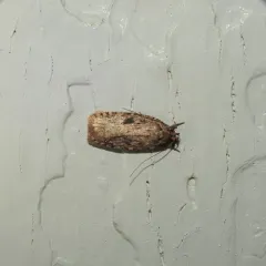 Goldenrod Leaffolder Moth thumbnail 4