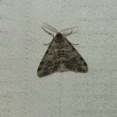 Small Phigalia Moth thumbnail 3