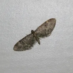 Eupithecia olivacea thumbnail 4