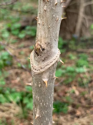 devil's walkingstick