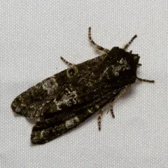 Grote's Sallow thumbnail 3