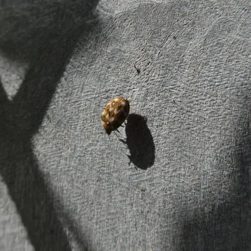 Varied Carpet Beetle